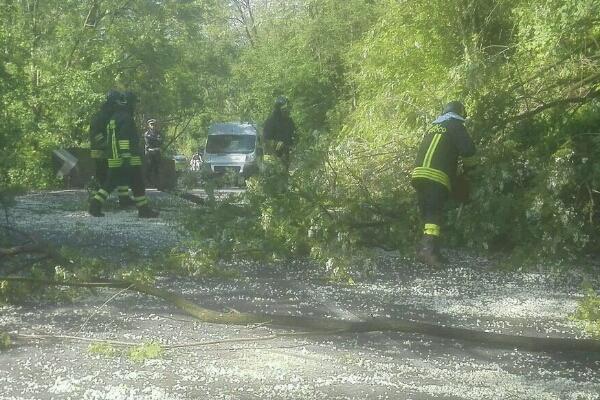 Alberi pericolanti sulla provinciale 31, intervento dei Vigili del fuoco