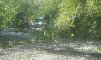 Alberi pericolanti sulla provinciale 31, intervento dei Vigili del fuoco