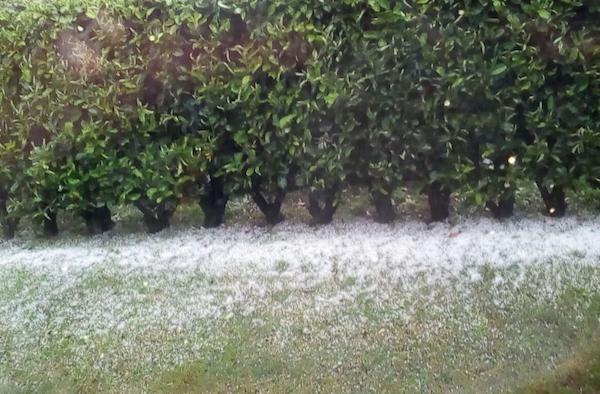 Reti antigrandine e impianti antigelo: aperto il bando regionale