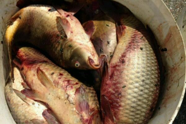 Pescano carpe e siluri per 80 kg, ma in modo irregolare: mezzo sequestrato e pescato distrutto