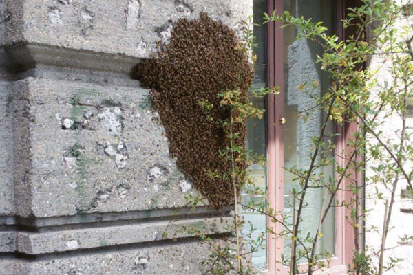 Sciame d’api in uno stabile di baluardo Partigiani