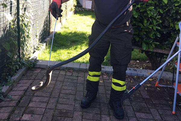 Serpente di oltre un metro in una casa a Borgo Ticino