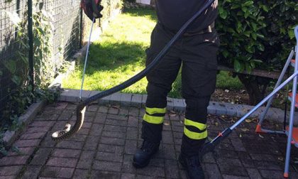 Serpente di oltre un metro in una casa a Borgo Ticino