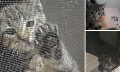 Appello da Oleggio: gattino trovatello cerca casa