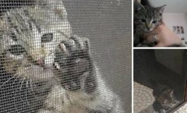 Appello da Oleggio: gattino trovatello cerca casa