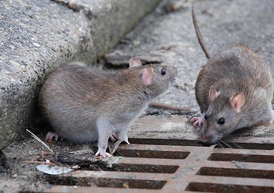 Arona: “In centro serve una derattizzazione”