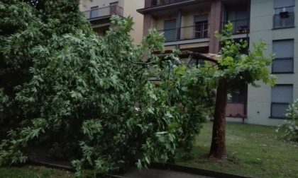 Arona: albero caduto per il maltempo