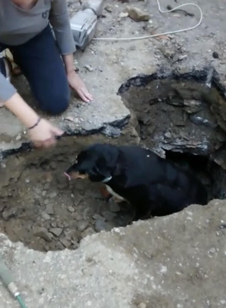Cane resta bloccato in un canale: salvato dai pompieri