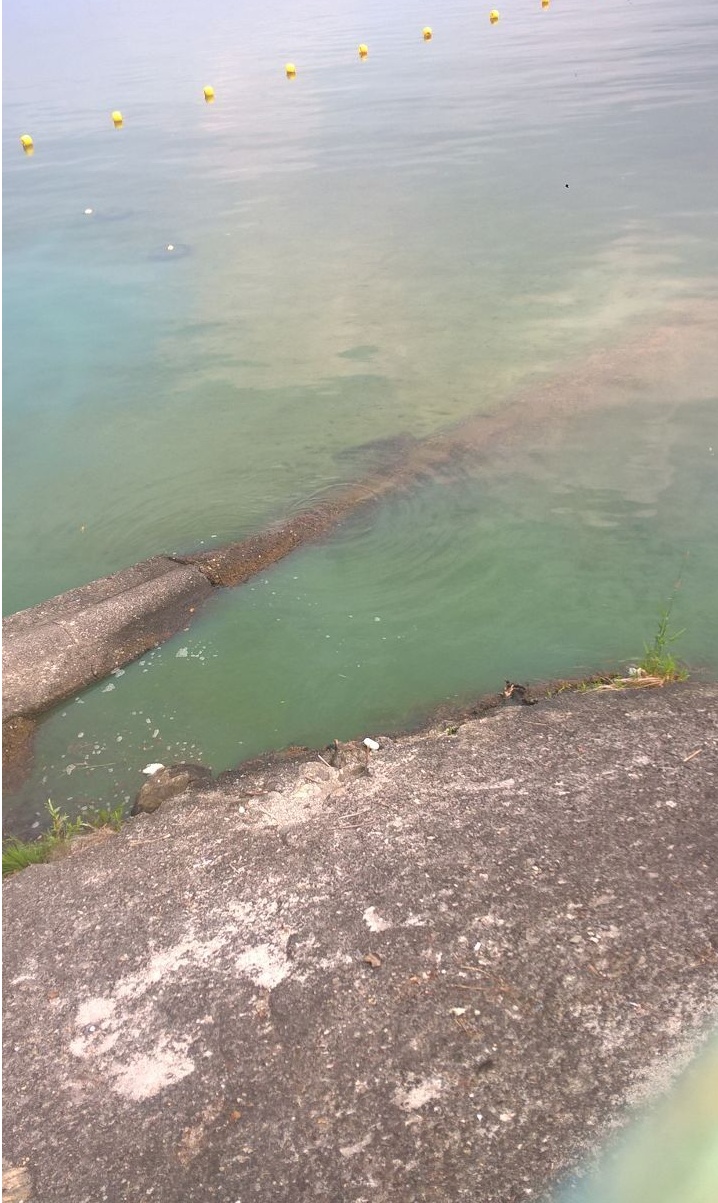 Dormelletto zona lago invasa dalle alghe