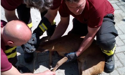I pompieri salvano un altro capriolo