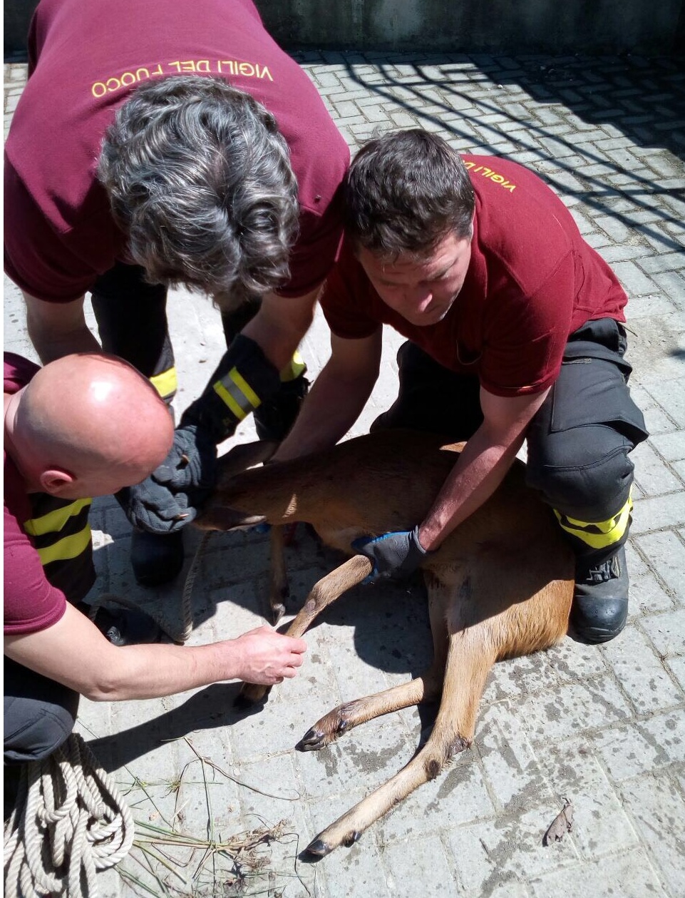 I pompieri salvano un altro capriolo
