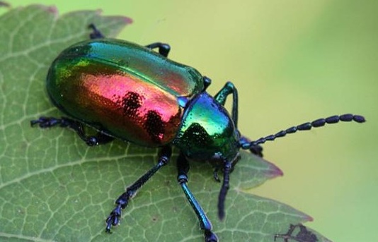 Popillia Japonica, Coldiretti Novara: “Operare con urgenza, danni ingentissimi”
