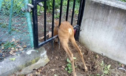 Prato Sesia: capriolo rimane incastrato in un cancello
