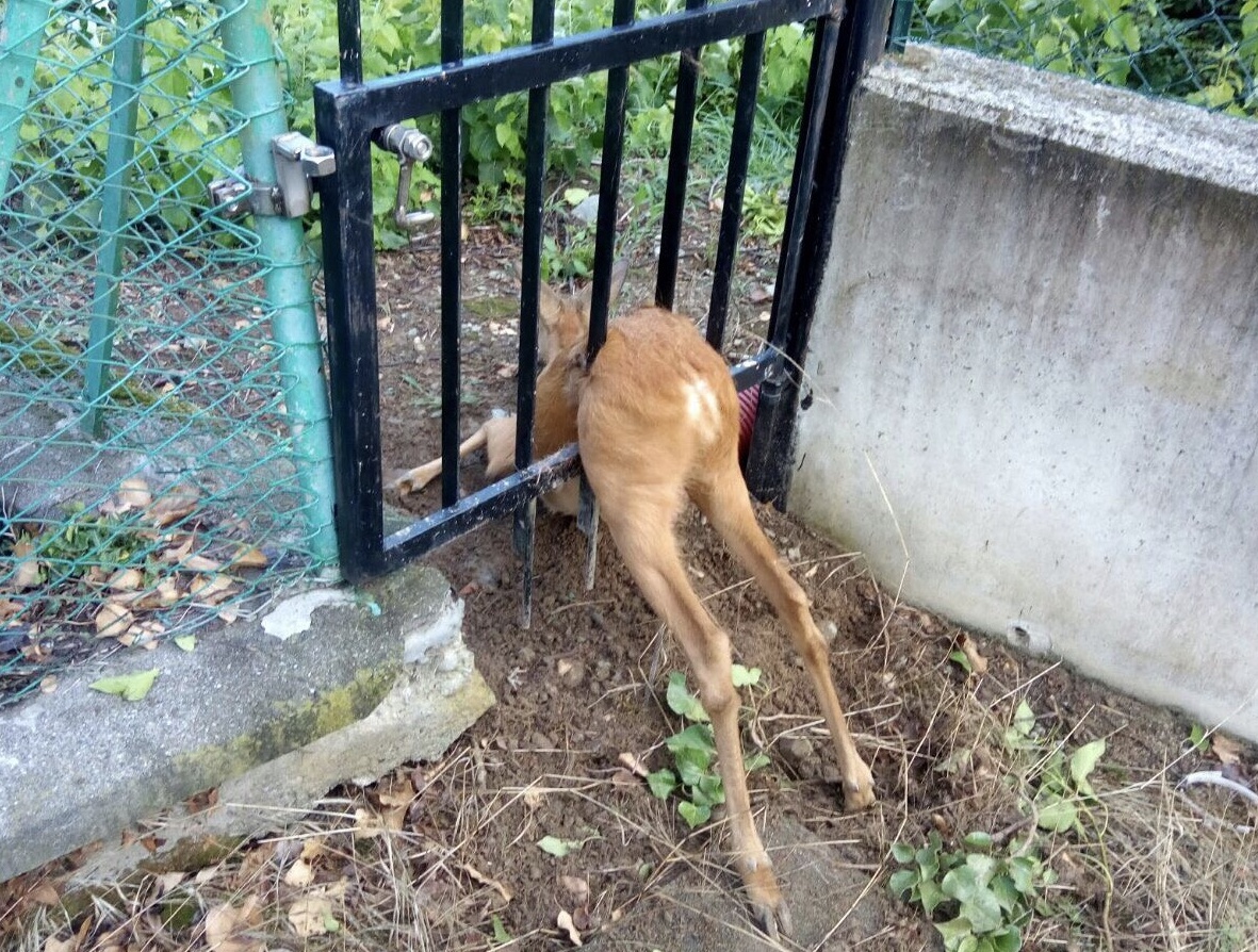 Prato Sesia: capriolo rimane incastrato in un cancello