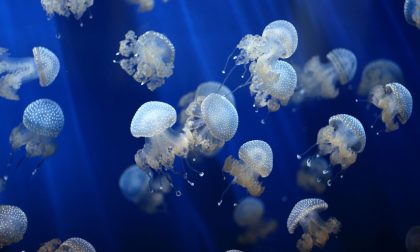 Punti dalle meduse? Ecco cosa fare