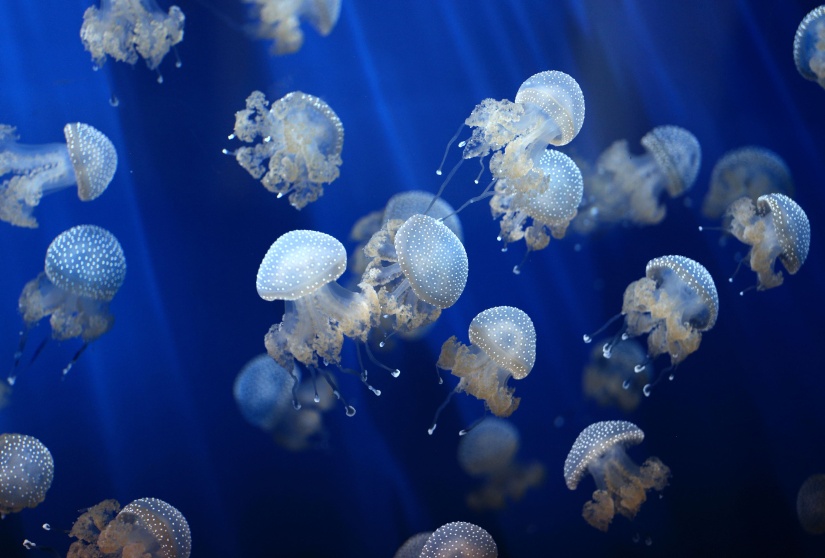 Punti dalle meduse? Ecco cosa fare