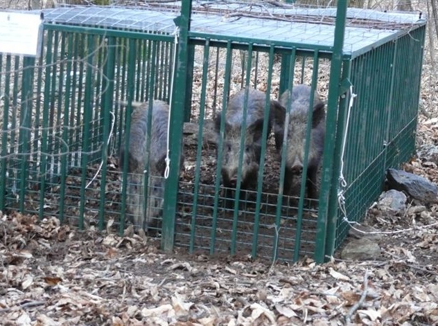 Verbania: vandali danneggiano gabbie anticinghiali
