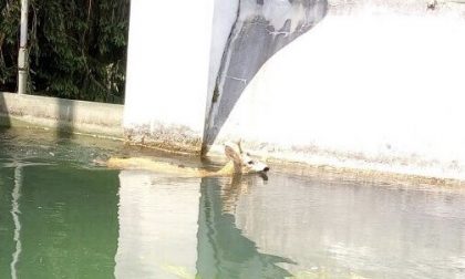 Vigili del Fuoco salvano capriolo