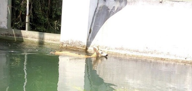 Vigili del Fuoco salvano capriolo