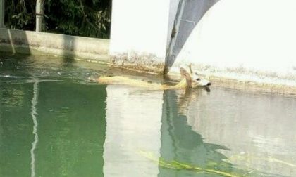Capriolo finisce in un canale, salvato dai Vigili del fuoco