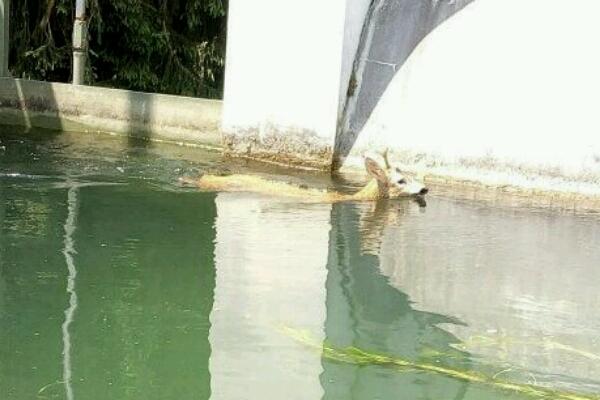 Capriolo finisce in un canale, salvato dai Vigili del fuoco