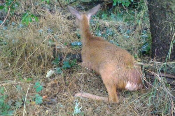Capriolo salvato dal canale Regina Elena