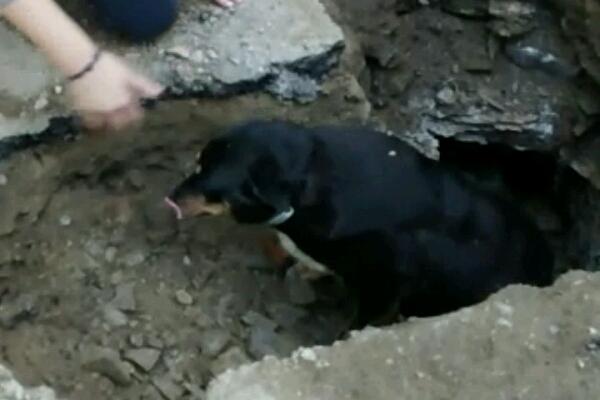 Orta: cane meticcio salvato dai Vigili del fuoco