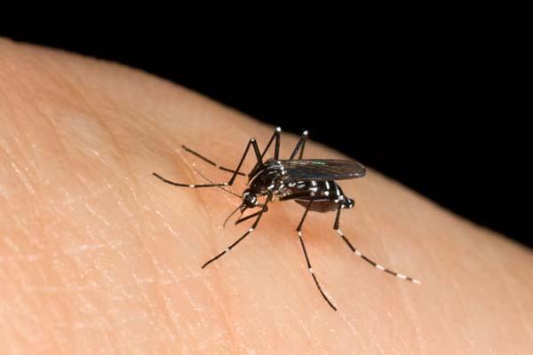 Lotta alle zanzare nei comuni: ecco quelli novaresi coinvolti
