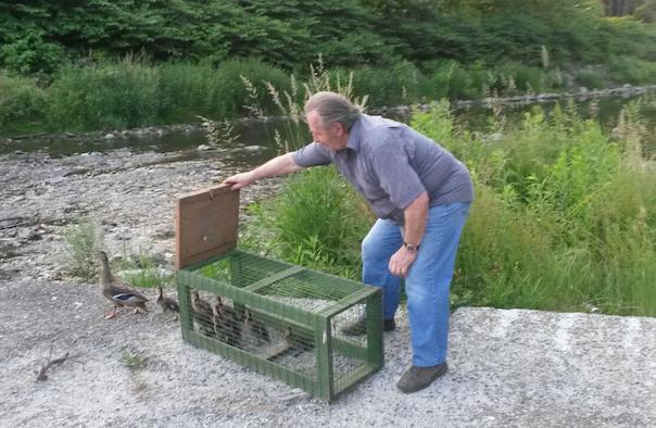 Tratta in salvo un’intera famiglia di germani reali