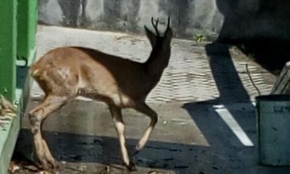 Vigili del fuoco salvano capriolo a Grignasco