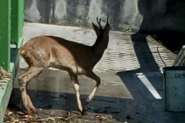 Vigili del fuoco salvano capriolo a Grignasco