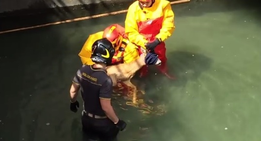 Capriolo recuperato in un canale a Trecate