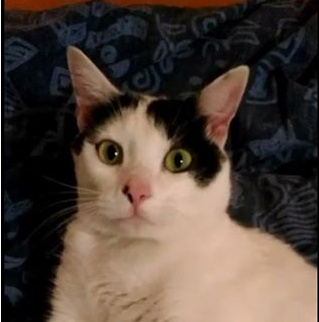 Chi ha visto il gatto Roby?