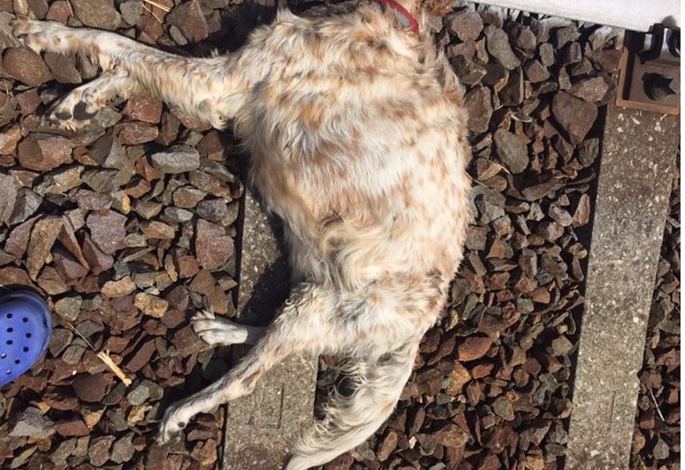 Gli strappano il microchip e lo abbandonano per strada: Anima muore investito da un treno