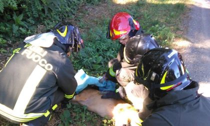 I vigili del fuoco liberano un daino intrappolato a Glisente