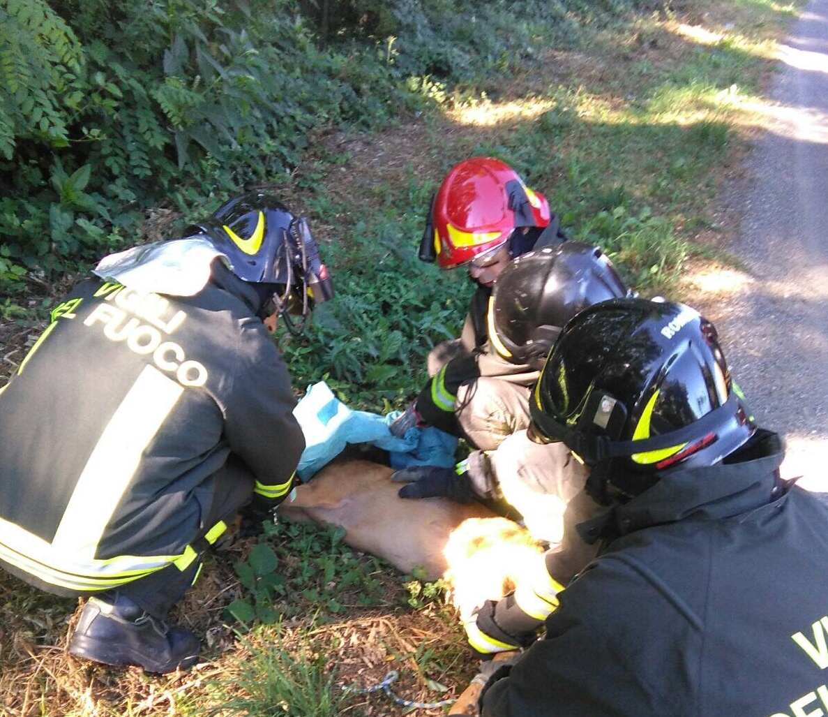 I vigili del fuoco liberano un daino intrappolato a Glisente