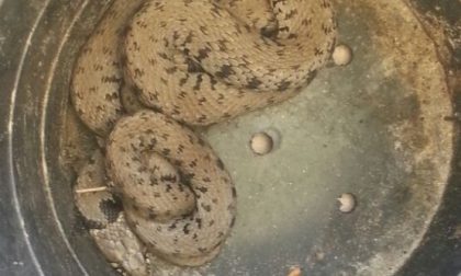 La polizia locale salva i campeggiatori da una grossa vipera