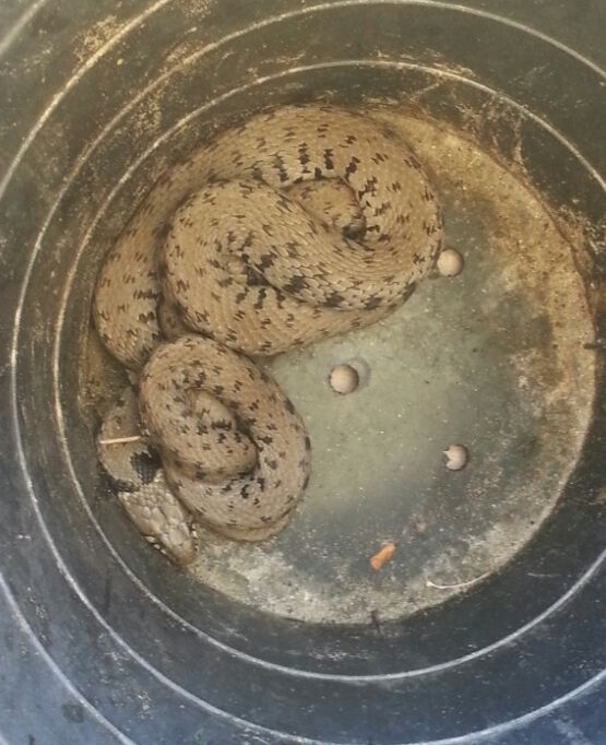 La polizia locale salva i campeggiatori da una grossa vipera