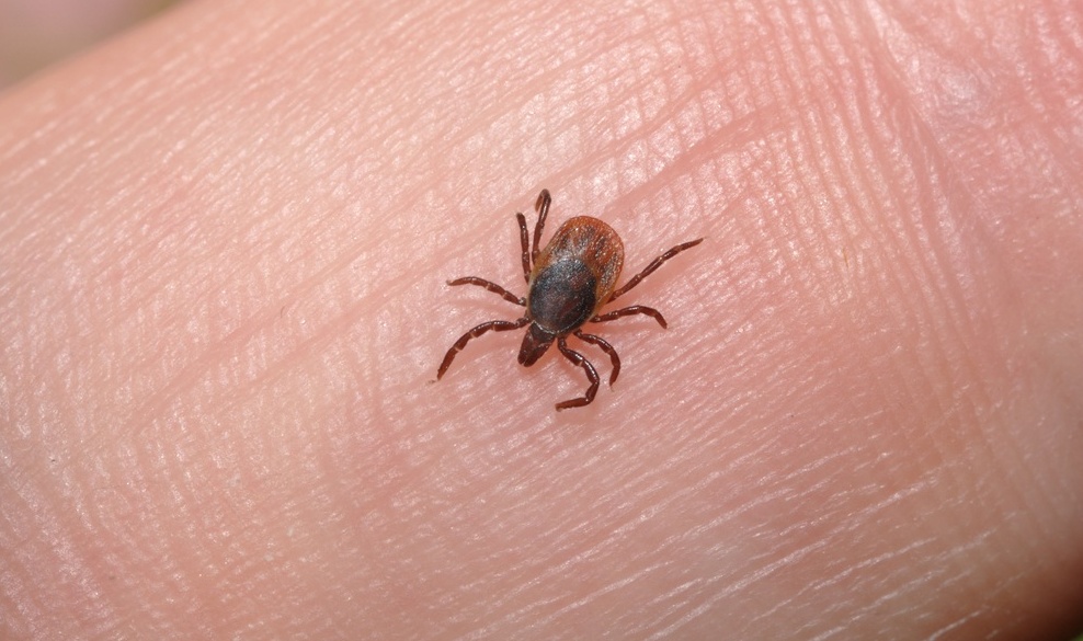 Le punture di zecca possono causare allergia alla carne: la sindrome Alpha Gal