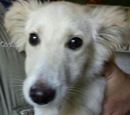 Qualcuno conosce questo cagnolino?