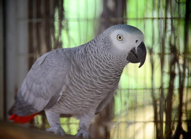 Usa: donna uccide il marito, determinante la testimonianza del pappagallo