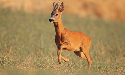 Capriolo tratto in salvo a Trecate dai Vigili del fuoco