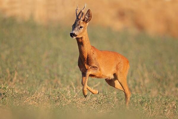 Capriolo tratto in salvo a Trecate dai Vigili del fuoco