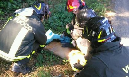 Daino incastrato in una recinzione metallica: liberato dai Vigili del fuoco