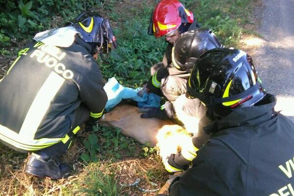 Daino incastrato in una recinzione metallica: liberato dai Vigili del fuoco