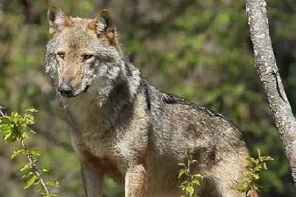 Lupo, il ritorno stabile in Ossola