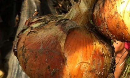 Nasce la nuova condotta Slow Food Colline Novaresi
