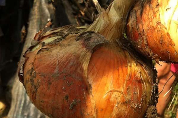 Nasce la nuova condotta Slow Food Colline Novaresi