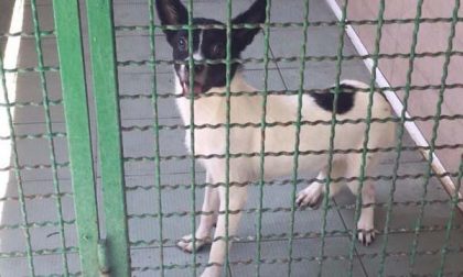 Quattro cani lasciati da soli in un appartamento a seguito di sfratto: recuperati lunedì