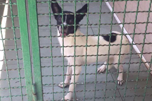 Quattro cani lasciati da soli in un appartamento a seguito di sfratto: recuperati lunedì
